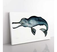 Big Box Art River Dolphin by John Edward Gray Canvas Wall Art Print Ready to Hang Picture, 76 x 50 cm (30 x 20 Inch), White, Grey, Turquoise, Blue, Black