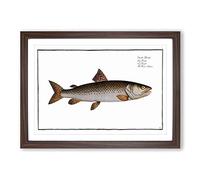 Big Box Art River-Salmon Fish by M.E. Bloch Framed Wall Art Picture Print Ready to Hang, Walnut A2 (62 x 45 cm)