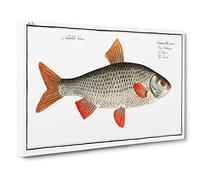 Big Box Art Roach Fish by M.E. Bloch Canvas Wall Art Framed Picture Print, 30 x 20 Inch (76 x 50 cm), White, Brown, Cream