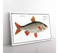 Big Box Art Roach Fish by M.E. Bloch Canvas Wall Art Print Ready to Hang Picture, 76 x 50 cm (30 x 20 Inch), White, Brown, Cream