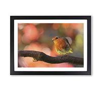 Big Box Art Robin Bird Blurred Background Framed Wall Art Picture Print Ready to Hang, Black A2 (62 x 45 cm)