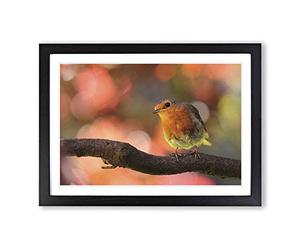 Big Box Art Robin Bird Blurred Background Framed Wall Art Picture Print Ready to Hang, Black A2 (62 x 45 cm)