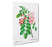 Big Box Art Robinier Rose Flowers by Pierre-Joseph Redoute Canvas Wall Art Framed Picture Print, 30 x 20 Inch (76 x 50 cm), White, Green, Beige, Pink