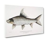 Big Box Art Rock Carp Illustration by John Edward Gray Canvas Wall Art Framed Picture Print, 30 x 20 Inch (76 x 50 cm), White, Grey, Brown, Black