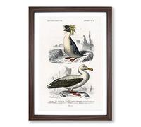 Big Box Art Rock Penguin & Albatross by Charles d' Orbigny Framed Wall Art Picture Print Ready to Hang, Walnut A2 (62 x 45 cm)