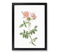 Big Box Art Rose of Lady Monson in Pink by Pierre-Joseph Redoute Framed Wall Art Picture Print Ready to Hang, Black A2 (62 x 45 cm)