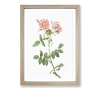 Big Box Art Rose of Lady Monson in Pink by Pierre-Joseph Redoute Framed Wall Art Picture Print Ready to Hang, Oak A2 (62 x 45 cm)
