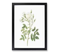 Big Box Art Rose of Rosenberg in White by Pierre-Joseph Redoute Framed Wall Art Picture Print Ready to Hang, Black A2 (62 x 45 cm)