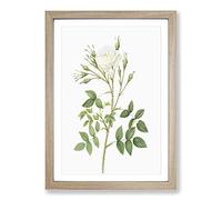 Big Box Art Rose of Rosenberg in White by Pierre-Joseph Redoute Framed Wall Art Picture Print Ready to Hang, Oak A2 (62 x 45 cm)
