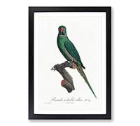 Big Box Art Rose-Ringed Parakeet by F. Levaillant Framed Wall Art Picture Print Ready to Hang, Black A2 (62 x 45 cm)