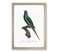Big Box Art Rose-Ringed Parakeet by F. Levaillant Framed Wall Art Picture Print Ready to Hang, Oak A2 (62 x 45 cm)