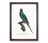 Big Box Art Rose-Ringed Parakeet by F. Levaillant Framed Wall Art Picture Print Ready to Hang, Walnut A2 (62 x 45 cm)