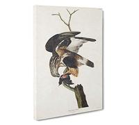 Big Box Art Rough-Legged Falcon by John James Audubon Canvas Wall Art Framed Picture Print, 30 x 20 Inch (76 x 50 cm), White, Black, Brown, Green, Brown