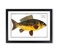 Big Box Art Royal Carp Fish by M.E. Bloch Framed Wall Art Picture Print Ready to Hang, Black A2 (62 x 45 cm)