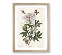 Big Box Art Ruff-Necked Hummingbirds by John James Audubon Framed Wall Art Picture Print Ready to Hang, Oak A2 (62 x 45 cm)