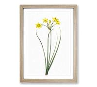 Big Box Art Rush Daffodil Flowers by Pierre-Joseph Redoute Framed Wall Art Picture Print Ready to Hang, Oak A2 (62 x 45 cm)