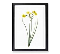 Big Box Art Rush Daffodil Flowers by Pierre-Joseph Redoute Framed Wall Art Picture Print Ready to Hang, Black A2 (62 x 45 cm)
