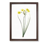 Big Box Art Rush Daffodil Flowers by Pierre-Joseph Redoute Framed Wall Art Picture Print Ready to Hang, Walnut A2 (62 x 45 cm)