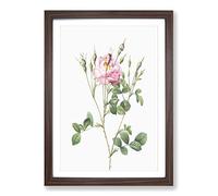 Big Box Art Rusty Pink Rose by Pierre-Joseph Redoute Framed Wall Art Picture Print Ready to Hang, Walnut A2 (62 x 45 cm)