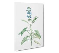 Big Box Art Sage Flowers by Pierre-Joseph Redoute Canvas Wall Art Framed Picture Print, 30 x 20 Inch (76 x 50 cm), White, Green, Beige, Green