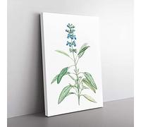 Big Box Art Sage Flowers by Pierre-Joseph Redoute Canvas Wall Art Print Ready to Hang Picture, 76 x 50 cm (30 x 20 Inch), White, Green, Beige, Green