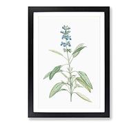 Big Box Art Sage Flowers by Pierre-Joseph Redoute Framed Wall Art Picture Print Ready to Hang, Black A2 (62 x 45 cm)