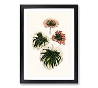 Big Box Art Saxifrage Leaves by Benjamin Fawcett Framed Wall Art Picture Print Ready to Hang, Black A2 (62 x 45 cm)