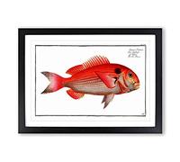 Big Box Art Sea-Bream Fish by M.E. Bloch Framed Wall Art Picture Print Ready to Hang, Black A2 (62 x 45 cm)
