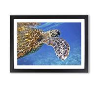Big Box Art Sea Turtle (2) Framed Wall Art Picture Print Ready to Hang, Black A2 (62 x 45 cm)