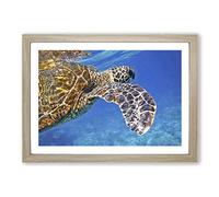 Big Box Art Sea Turtle (2) Framed Wall Art Picture Print Ready to Hang, Oak A2 (62 x 45 cm)