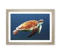 Big Box Art Sea Turtle 3 Framed Wall Art Picture Print Ready to Hang, Oak A2 (62 x 45 cm)