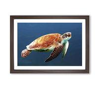 Big Box Art Sea Turtle 3 Framed Wall Art Picture Print Ready to Hang, Walnut A2 (62 x 45 cm)