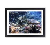 Big Box Art Sea Turtle Coral Reef Framed Wall Art Picture Print Ready to Hang, Black A2 (62 x 45 cm)