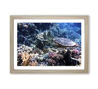Big Box Art Sea Turtle Coral Reef Framed Wall Art Picture Print Ready to Hang, Oak A2 (62 x 45 cm)