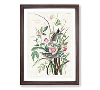 Big Box Art Seaside Finches by John James Audubon Framed Wall Art Picture Print Ready to Hang, Walnut A2 (62 x 45 cm)