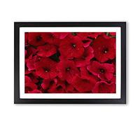 Big Box Art Seeing Red Flowers Framed Wall Art Picture Print Ready to Hang, Black A2 (62 x 45 cm)