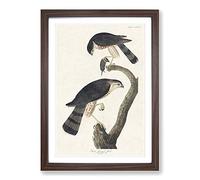 Big Box Art Sharp-shinned Hawks by John James Audubon Framed Wall Art Picture Print Ready to Hang, Walnut A2 (62 x 45 cm)