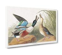 Big Box Art Shoveller Duck by John James Audubon Canvas Wall Art Framed Picture Print, 30 x 20 Inch (76 x 50 cm), White, Gold, Green, Grey, Brown