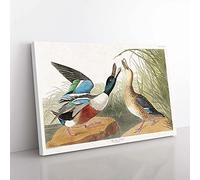 Big Box Art Shoveller Duck by John James Audubon Canvas Wall Art Print Ready to Hang Picture, 76 x 50 cm (30 x 20 Inch), White, Gold, Green, Grey, Brown