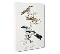 Big Box Art Shrike Bird Illustrations by John Edward Gray Canvas Wall Art Framed Picture Print, 30 x 20 Inch (76 x 50 cm), White, Grey, Green, Black, Brown