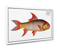 Big Box Art Sickle-Carp Fish by M.E. Bloch Canvas Wall Art Framed Picture Print, 30 x 20 Inch (76 x 50 cm), White, Brown, Cream, Brown, Red