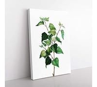 Big Box Art Silver Birch Tree Branch by Pierre-Joseph Redoute Canvas Wall Art Print Ready to Hang Picture, 76 x 50 cm (30 x 20 Inch), White, Green, Beige