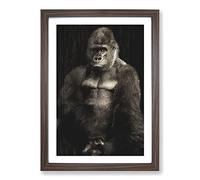 Big Box Art Silverback Gorilla Vol.2 Painting Framed Wall Art Picture Print Ready to Hang, Walnut A2 (62 x 45 cm)