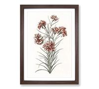Big Box Art Six Carnations by Johan Teyler Framed Wall Art Picture Print Ready to Hang, Walnut A2 (62 x 45 cm)