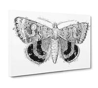 Big Box Art Sleepy Underwing Moth by S.F. Denton Canvas Wall Art Framed Picture Print, 30 x 20 Inch (76 x 50 cm), White, Grey, Black, Grey