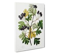 Big Box Art Small-Flowered Hawthorn Berry Tree Canvas Wall Art Framed Picture Print, 30 x 20 Inch (76 x 50 cm), White, Beige, Green, Black