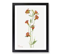 Big Box Art Small Tiger Lily by Mary Vaux Walcott Framed Wall Art Picture Print Ready to Hang, Black A2 (62 x 45 cm)