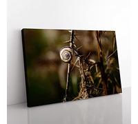 Big Box Art Snail Shell on a Thistle Canvas Wall Art Print Ready to Hang Picture, 76 x 50 cm (30 x 20 Inch), Multi-Coloured