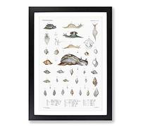 Big Box Art Snail Shells & Slugs by A.A. Gould Framed Wall Art Picture Print Ready to Hang, Black A2 (62 x 45 cm)