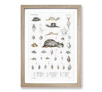 Big Box Art Snail Shells & Slugs by A.A. Gould Framed Wall Art Picture Print Ready to Hang, Oak A2 (62 x 45 cm)